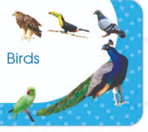 Art Factory Birds Board Book