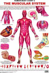 Dreamland The Muscular System Hanging Chart