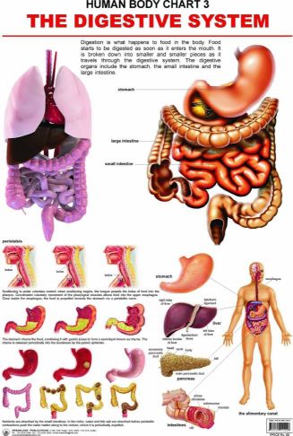Dreamland The Digestive System Hanging Chart