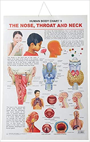Dreamland The Nose, Throat & Neck Hanging Chart