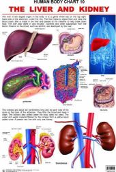Dreamland The Liver & Kidney Hanging Chart