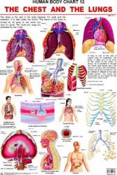Dreamland The Chest & the Lungs Hanging Chart