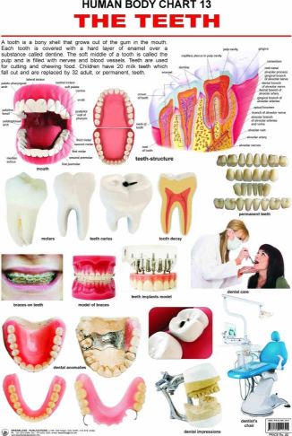 Dreamland The Teeth Hanging Chart