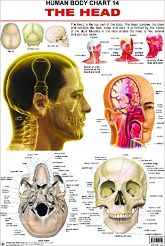 Dreamland The Head Hanging Chart