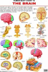 Dreamland The Brain Hanging Chart