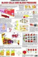 Dreamland The Blood Group, Cells & Pressure Hanging Chart