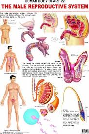 Dreamland The Male Reproductive System Hanging Chart