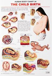 Dreamland The Child Birth Hanging Chart