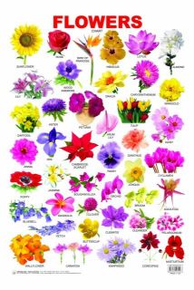 Dreamland Flower Hanging Chart