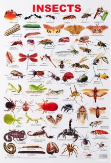 Dreamland Insect Hanging Chart