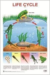 Dreamland Life Cycle Hanging Chart